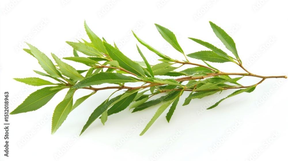 Fototapeta premium Tea tree with freshly picked green leaves