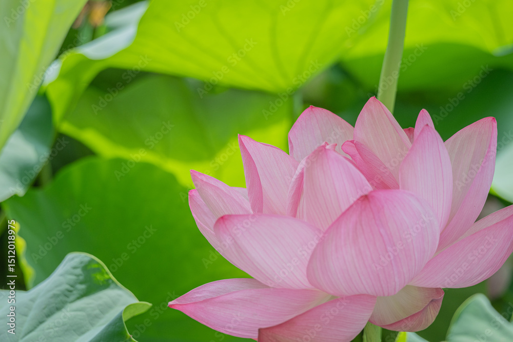 Obraz premium 緑の葉に映える蓮の花