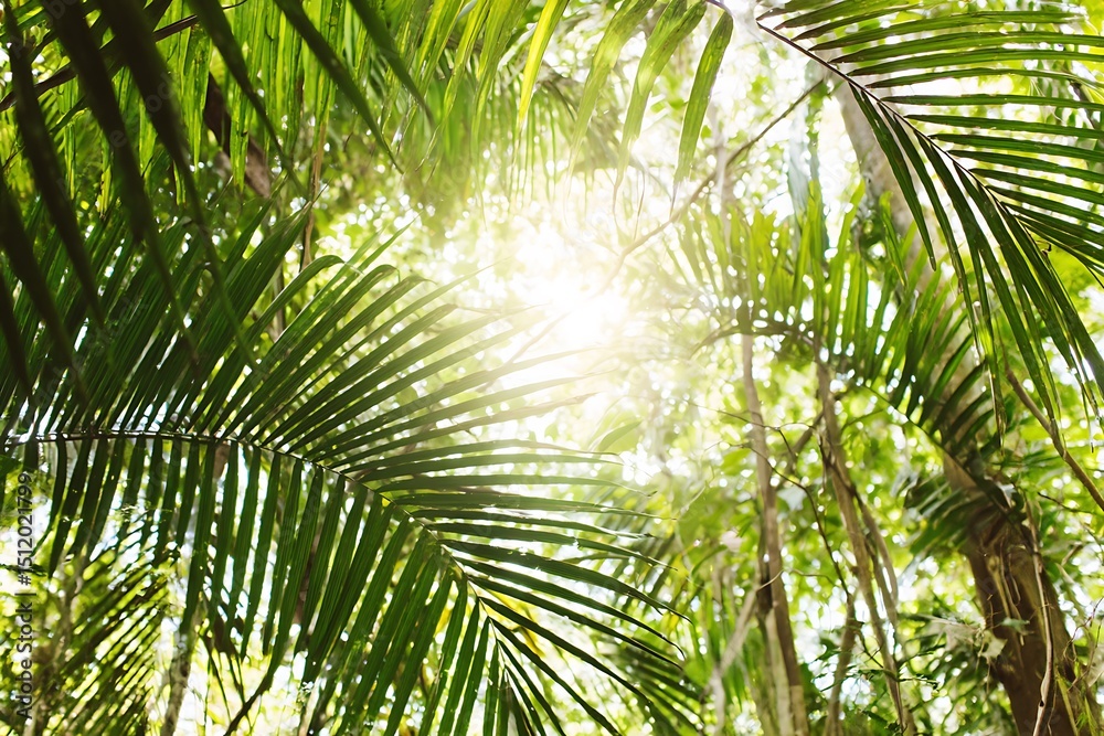 Fototapeta premium Sunlight shining through tropical foliage canopy