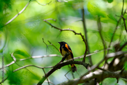 Obraz na plátně paruline flamboyante sur la branche d'un arbre