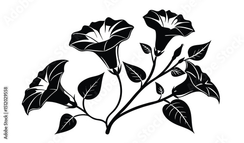 Elegant black and white morning glory floral illustration