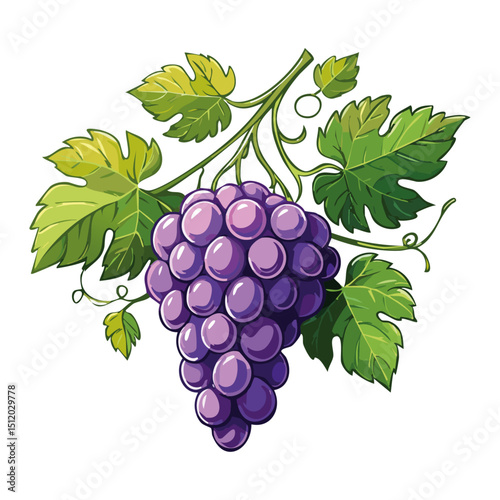 Bunch of grapes vector floral illustration. Image of summer fruits and leaves on isolated background. Raw materials for wine and juice