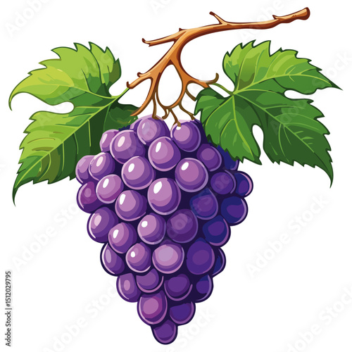Bunch of grapes vector floral illustration. Image of summer fruits and leaves on isolated background. Raw materials for wine and juice