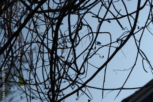 close-up, low-angle shot captures the intricate, dark silhouettes of bare tree branches and winding vines against a bright, hazy sky. The entangled network of branches creates a dynamic pattern