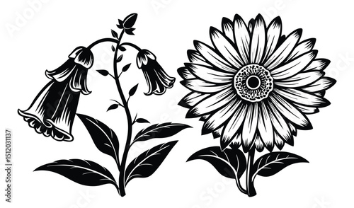 Black and white floral illustration gerbera and bellflower