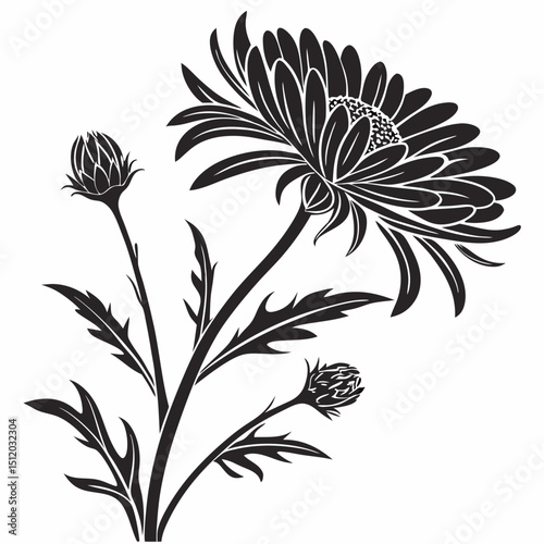black and white asters