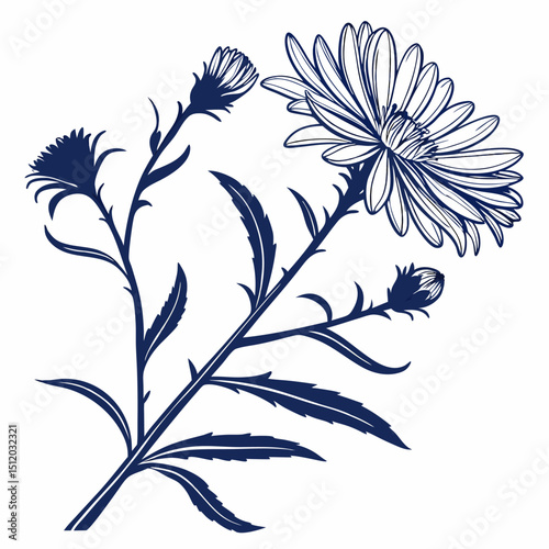 aster with leaves