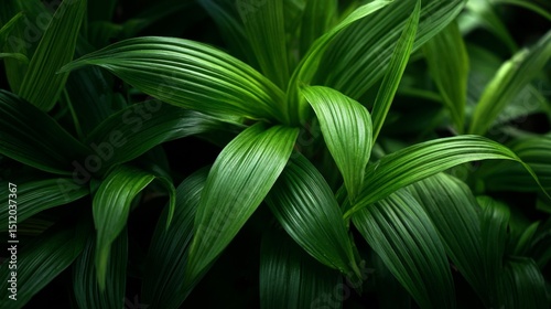 Closeup of Lush Green Tropical Leaves with Dew Drops