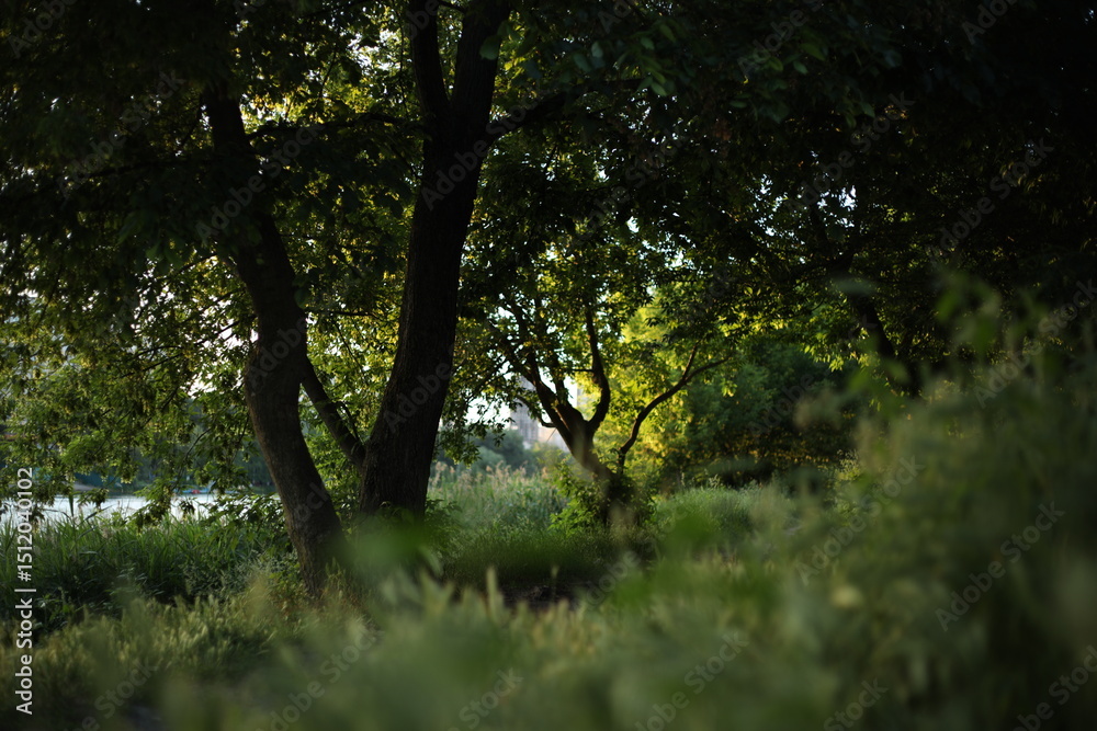 Fototapeta premium The Gentle Touch of Autumn Sunlight