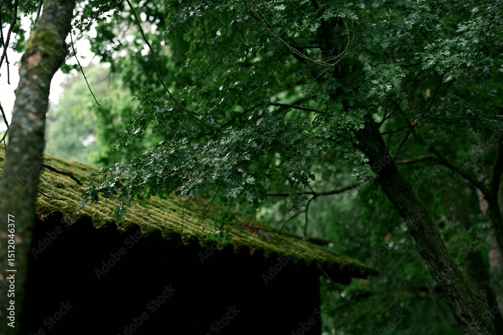 Fototapeta premium Fresh, moist greenery of deciduous and coniferous trees. The roof of the barn is covered with moss. An incredible combination of all shades of green. Textures and color. Photo 4.