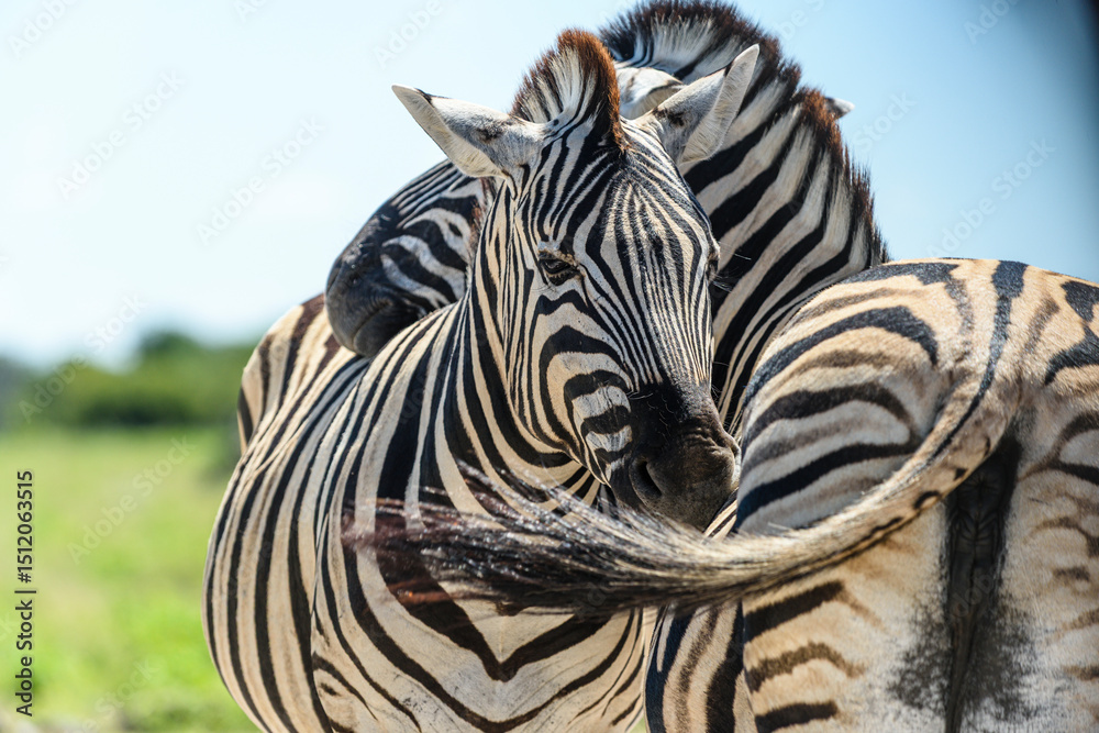 Naklejka premium Namibia, Etosha Park, zebre