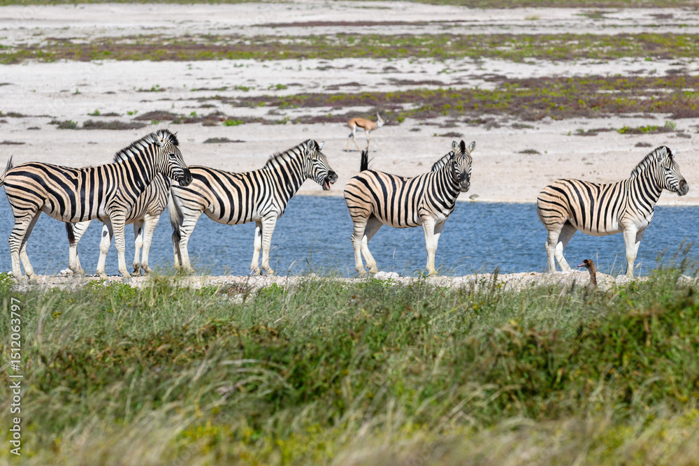 Fototapeta premium Namibia, Etosha National Park, zebra