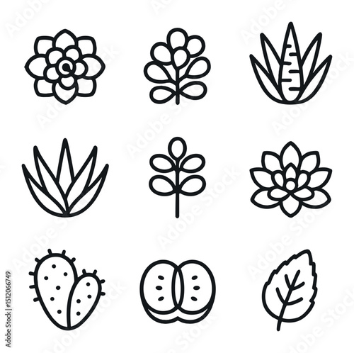 Succulent Icon Grid. Outline icon set of succulent partition rows: echeveria rosette, sedum cluster, haworthia spike, aloe vera,