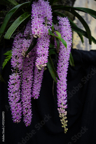 Canvastavla Foxtail Orchid