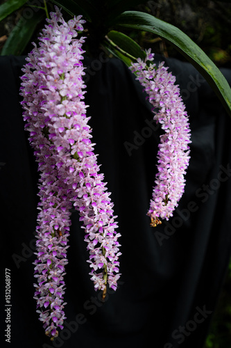 Foxtail orchid in purple .