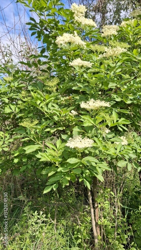 green forest in spring