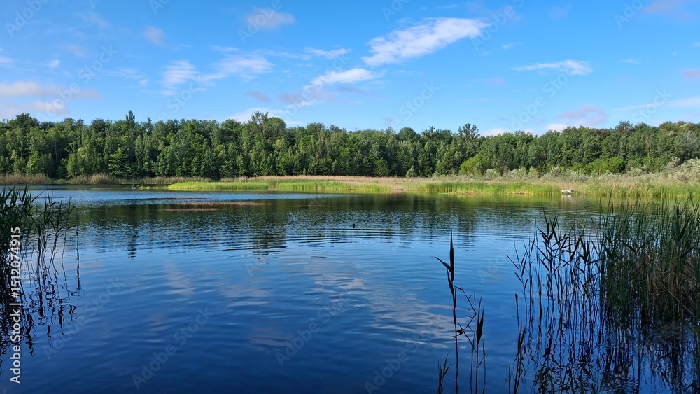 Tranquil lake scene with clear blue water, green reeds, and a lush forest under a bright sky. Perfect nature landscape for relaxation, travel, or outdoor themes. Tranquil lake scene with clear blue water, green reeds, and a lush forest under a bright sky. Perfect nature landscape for relaxation, travel, or outdoor themes.