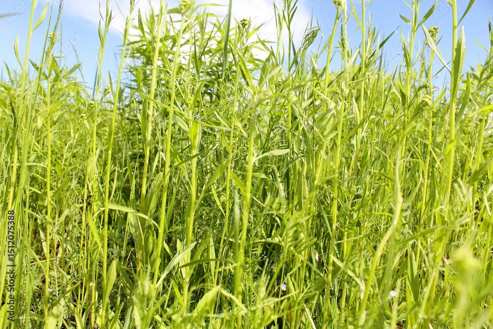 Fototapeta premium nature fresh green grass and blue sky