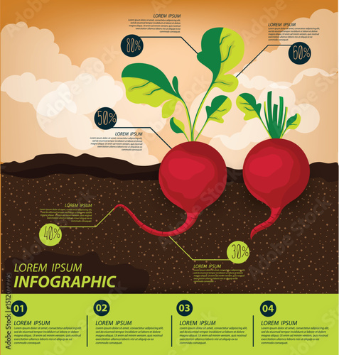 radish , infographics. vegetables vector illustration