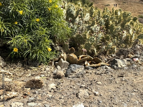 Kaktus in der Wüste photo