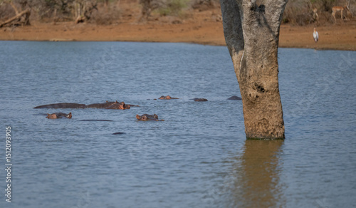 Afrikanische Tiere Flusspferd genannt Nilpferd - Hippo, im Krüger National Park - Kruger Nationalpark Südafrika photo