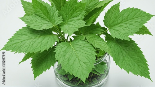 fresh mint leaves