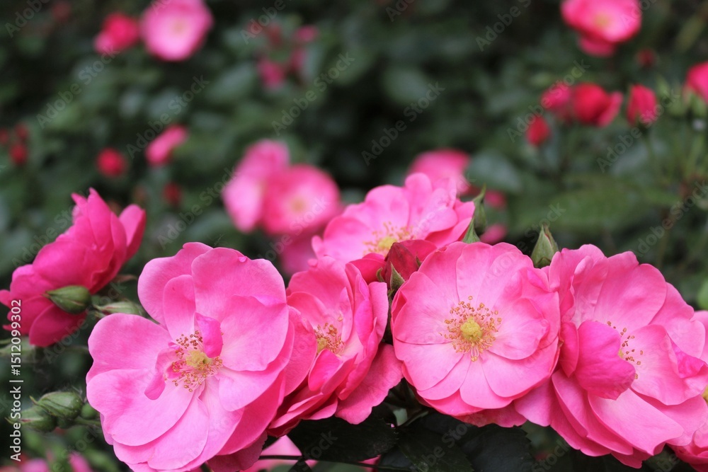 pink rose flowers close up, beautiful rose flowers blooming in the garden pink rose flowers close up, beautiful rose flowers blooming in the garden