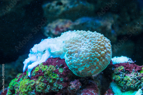 Bubble Coral Plerogyra sinuosa