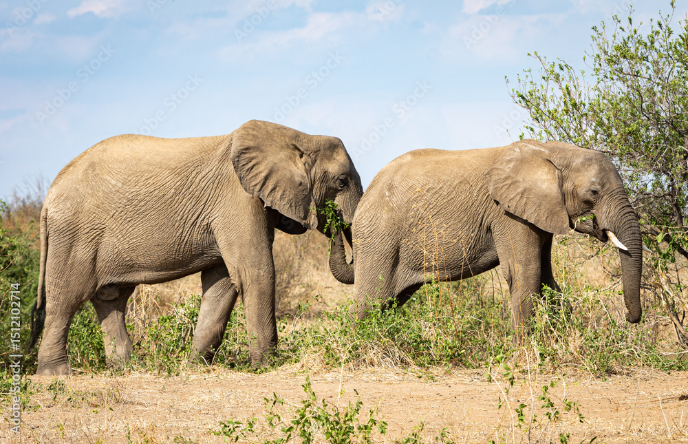 Fototapeta premium Wild animals living in acceptable freedom.