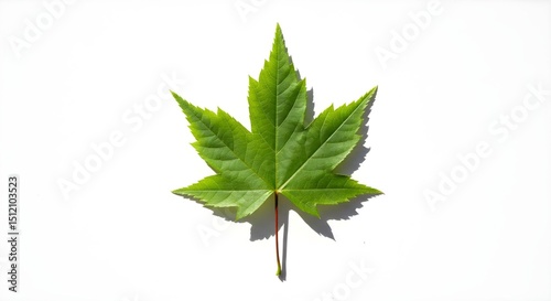 a close-up shot of a single green maple leaf. The leaf is perfectly centered and displays intricate veins and textures