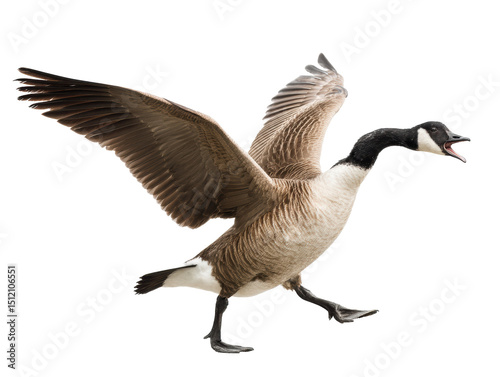 Canada goose in motion with wings spread wide for flight, cut out transparent
