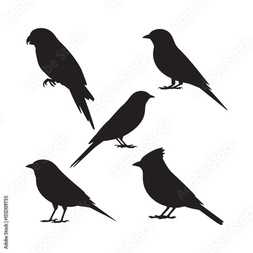 Black Silhouette of Songbirds on White Background Sparrow Finch Canary Cardinal Vector Graphic Illustration