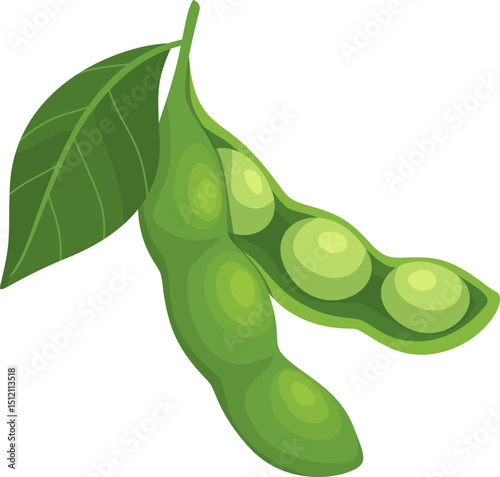 Soybean Illustration