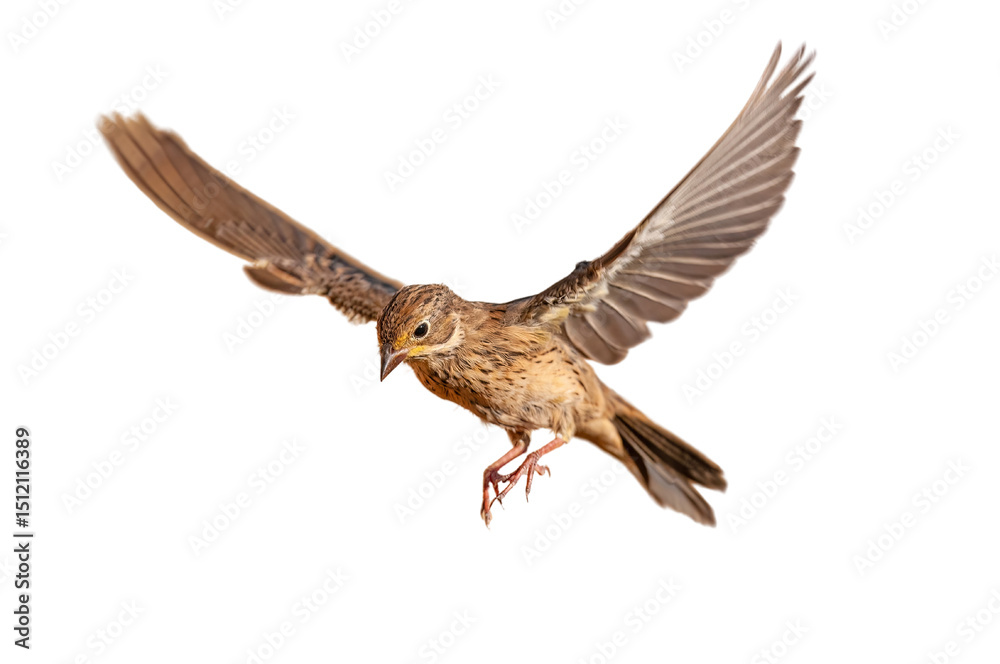 Fototapeta premium Small songbird with transparent wings, isolated on a transparent background, flying, png. Ortolan Bunting, Emberiza hortulana.