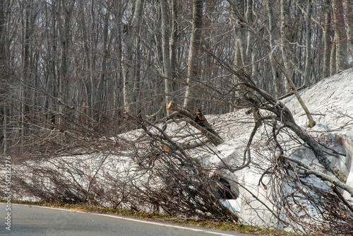 Snow wall lines the side of National Route 103 from Aomori, Japan, towards Mount Hakkoda in early spring, with branches of bushes and trees protruding from the snow photo