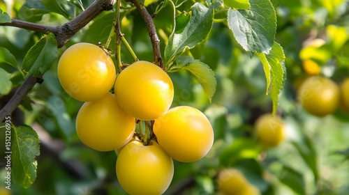 Yellow plum tree with a bunch of growing mature Yellow plum