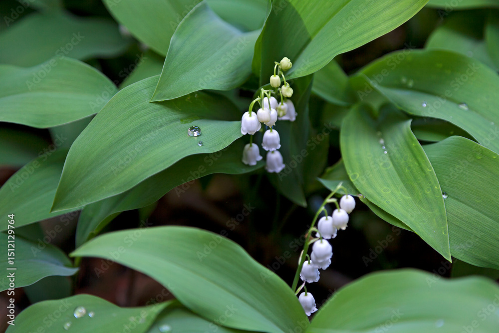 Fototapeta premium Lily of the valley