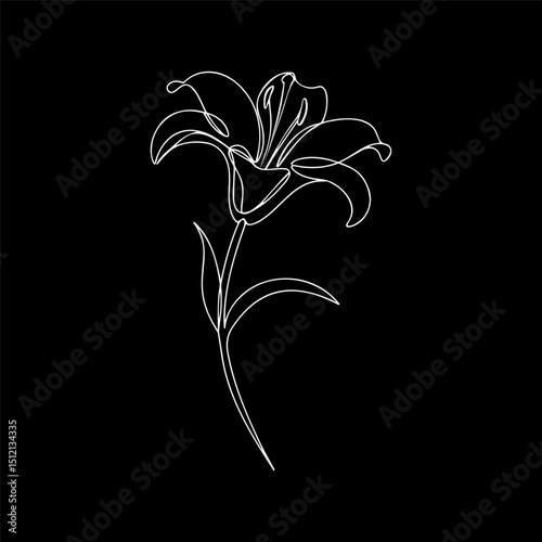 Lily flower illustration. linear floral pattern. Lily vector design.