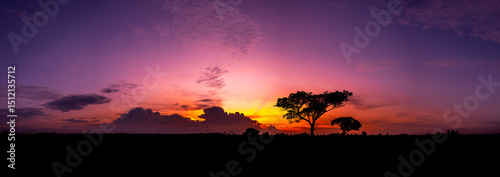 Panorama silhouette tree in africa with sunset.Tree silhouetted against a setting sun.Dark tree on open field dramatic sunrise.Typical african sunset with acacia trees in Masai Mara, Kenya