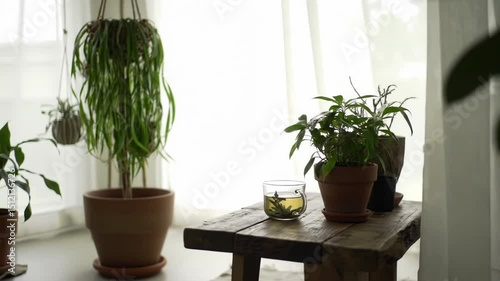 Indoor Plants on Rustic Wooden Table with Beige Couch by Window in Natural Light Cozy Interior Scene Home Decor Potted Greenery and Calming Atmosphere Modern Domestic Setting