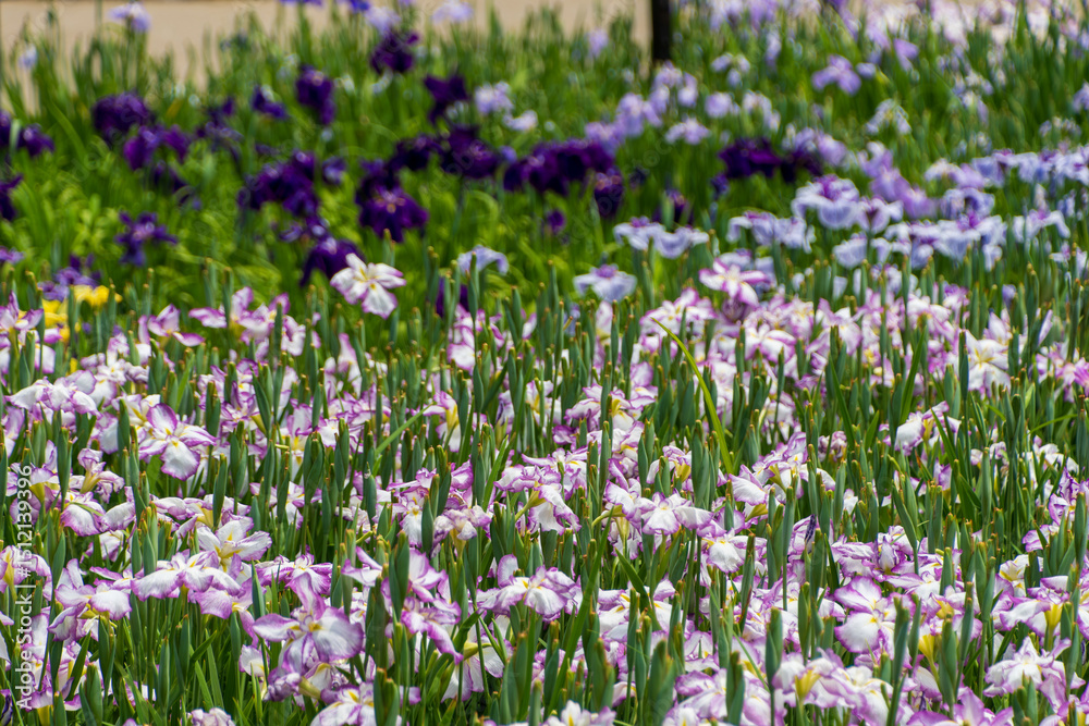 Naklejka premium 花菖蒲が咲き誇る初夏の花畑の風景