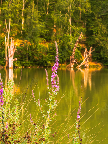 Göktepe pond in Yenice forests is very beautiful in spring