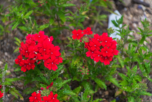 鮮やかな赤色のバーベナの花が咲く庭の風景