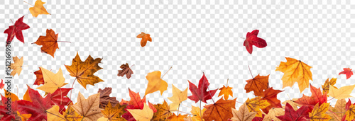 Falling leaves, autumn foliage on transparent background, beautiful background of orange and gold leaves. Vector maple leaf, png, flying foliage from tree.