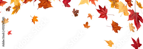 Falling leaves, autumn foliage on transparent background, beautiful background of orange and gold leaves. Vector maple leaf, png, flying foliage from tree.	
