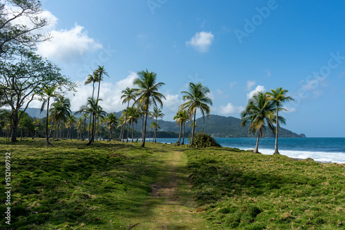 Fototapeta Naklejka Na Ścianę i Meble -  tropical beach with palm trees and clouds in capurgana choco colombia landscape and panorama