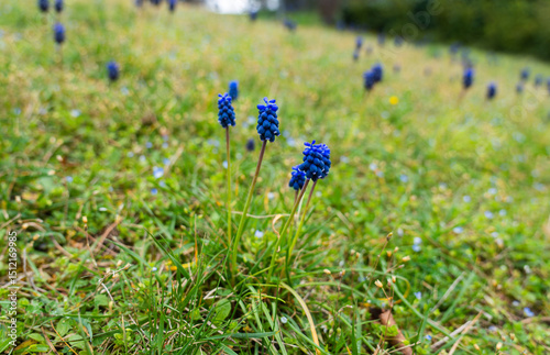 muscari flower or nazarene or hyacinths small violet blue flower in the field