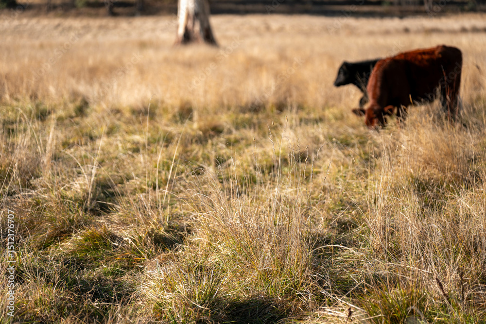 Fototapeta premium Carbon neutral cattle farming in a free range field on a farm in Australia beautiful cattle in Australia eating grass, grazing on pasture. Herd of cows free range beef being regenerative raised
