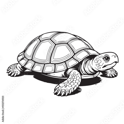 A cute, isolated turtle vector illustration depicts a slow, walking reptile with a distinctive shell