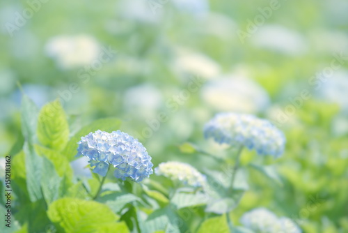 蒼い紫陽花 Ⅳ photo